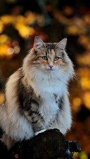A Long-haired Cat Looks Serious