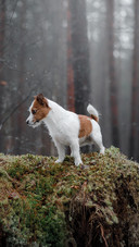 Dog (13)
