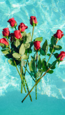 Rose B1