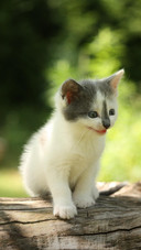 Pet cat80