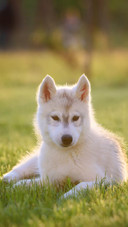 Dog287