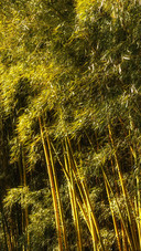Deep in the bamboo forest