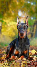 Dog103