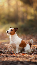 Cute Dog Sitting on The Ground
