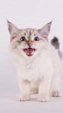 Angry kitten