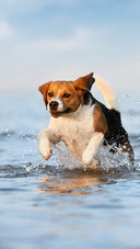 Seaside Beagle 09