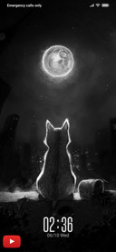 Black Cat NY