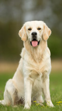 星座养犬指南