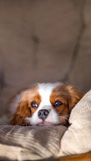 King charles spaniel
