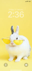 Yellow Rabbit F
