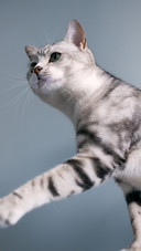 Indoor american shorthair cat