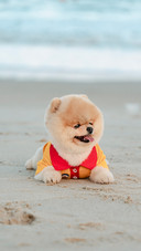 Do you need to dress the dog