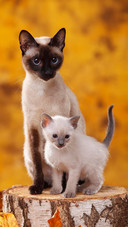 A siamese cat with a kitten