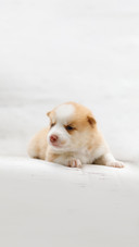 Puppy on a white couch in a warm, well lit home