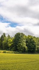 Summer Country Scenery