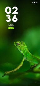 Lizard
