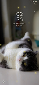 可爱猫