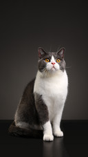 Cats are always meowing nonstop