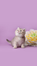 Cute, Funny Little Kitten with a Flower