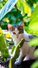 The cat staring at the camera