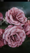 iOS Nature