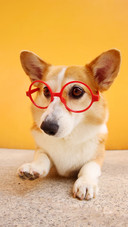 A corgi with big eyes