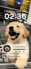 ins治愈购物金毛