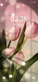 Pink tulip