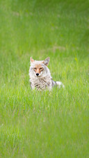 animal1