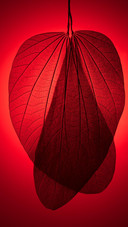 VCG41626423446