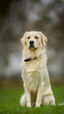 Dog458