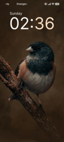 Peaceful Perch