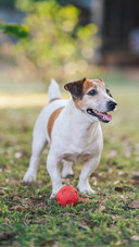 Tips for cleaning up pet fur