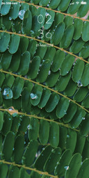 Spwa_DWM2