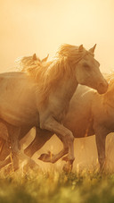White horse