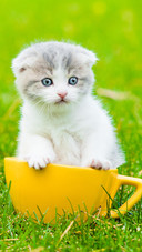 猫咪为何爱咬人