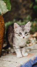 如何给猫咪剪指甲