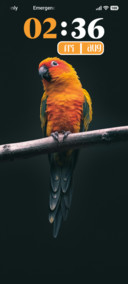 Golden Parrot
