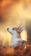 Cute Corgi Dog Lying on Fallen Leaves