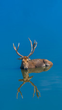 The secret weapon of the elk