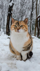A Cute Cat Sitting in The Snow