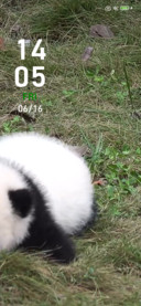 panda