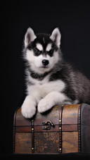 Dog27
