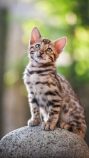 猫奴与狗控的5个区别