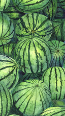 Watercolor Illustration watermelon Covered Series