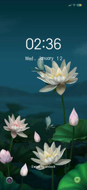 Lotus pond