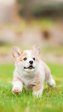 Pembroke Welsh Corgi Puppy Running