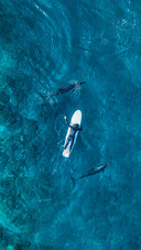 Why are dolphins so close to humans