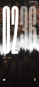 Autumn pine forest