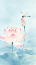 A pool of clear lotus flowers brings summer